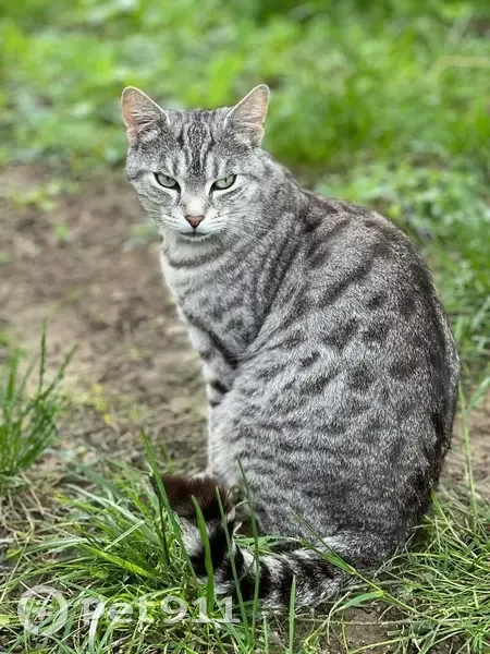 Chat gris tigré perdu à Troyes - photo
