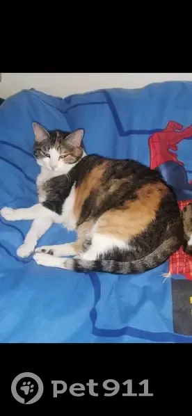 Chatte tricolore 12 ans disparue à Vincennes - photo