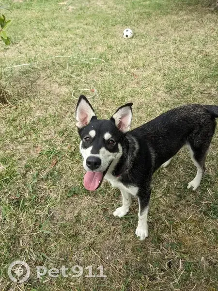 Chien croisé husky noir/blanc trouvé à Montclar - photo