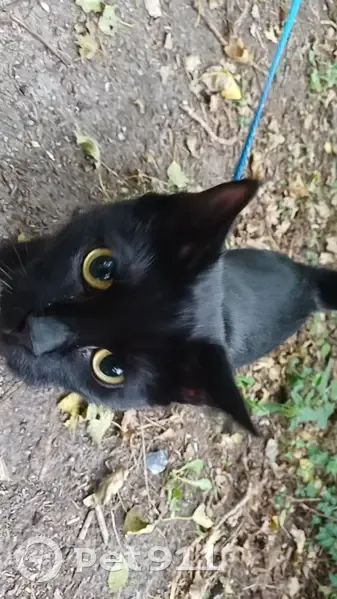 Chatte noire perdue Rue Jules Deswarte - photo