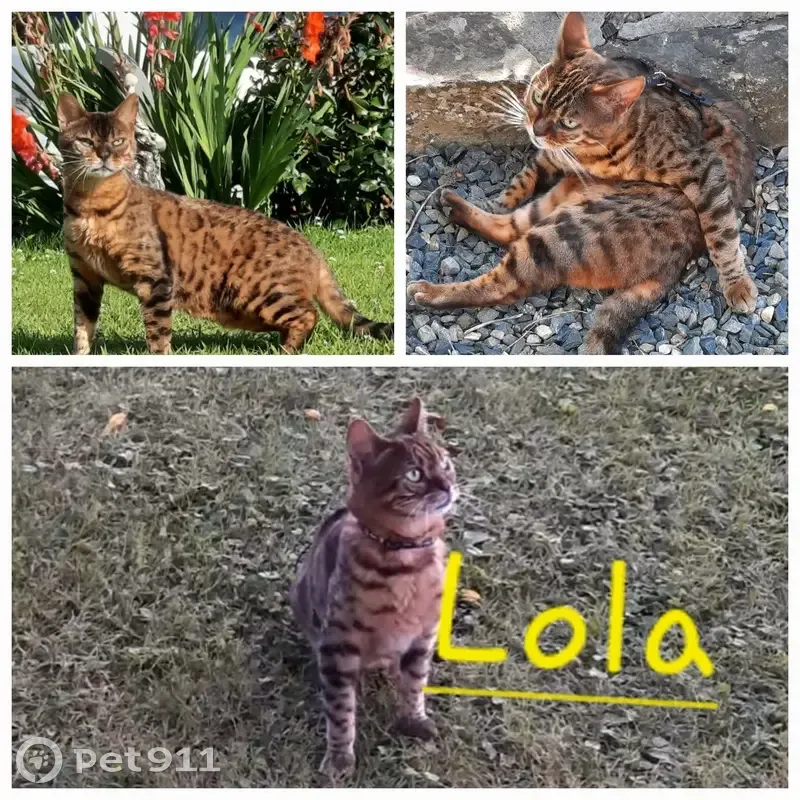 Chatte Bengal aveugle perdue à Pléhédel - photo