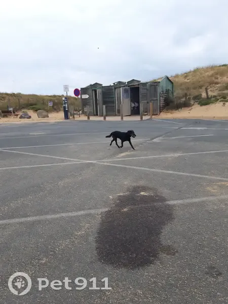 Chienne errante à la plage de la Terrière - photo