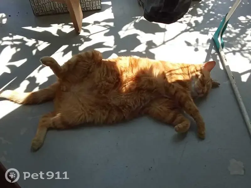 Chat peureux disparu à Mazerolles - photo