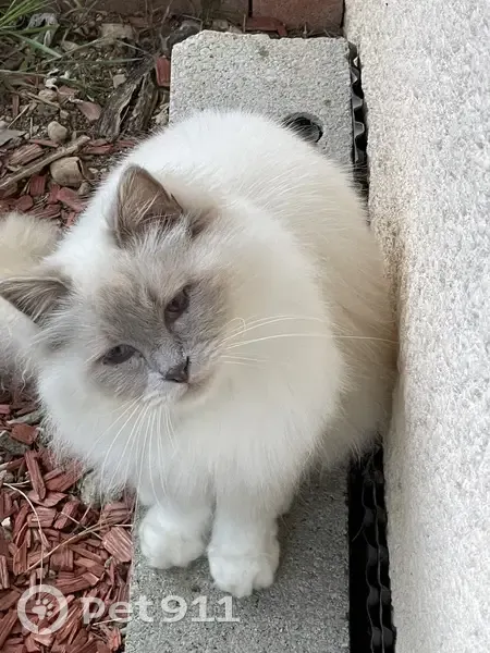 Chat perdu à Gex : sacré de Birmanie - photo