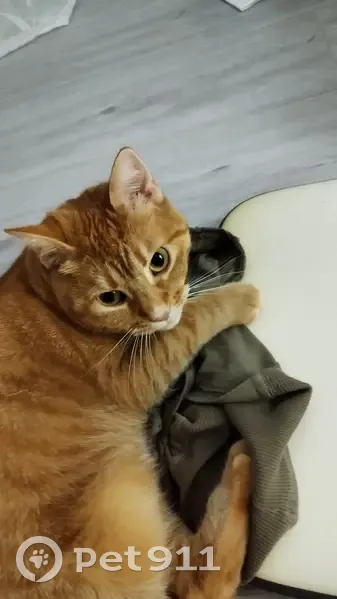 Chatte rousse disparue à Dagneux - photo