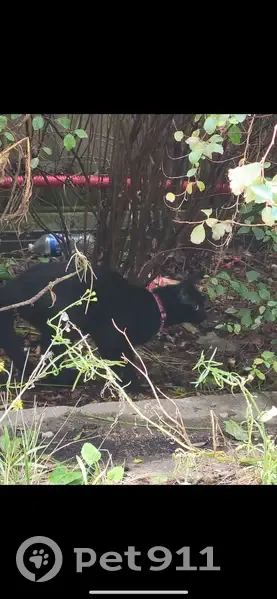 Chat noir errant avec collier rose trouvé - photo