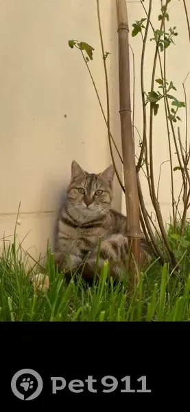 Chat tigré disparu à Herblay-sur-Seine - photo