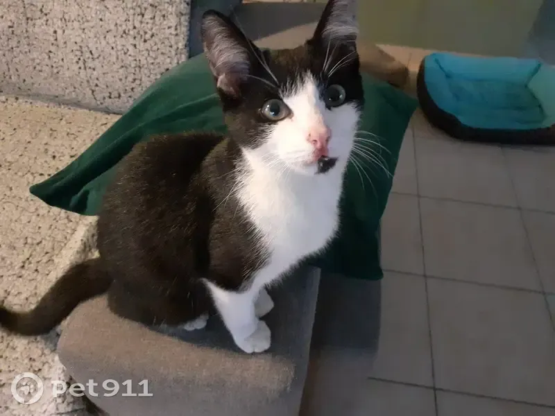 Chatte noir et blanche trouvée à Vitré - photo