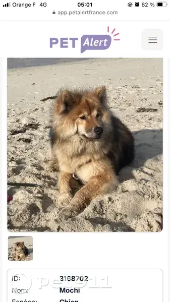Eurasier fauve disparu à Brette-les-Pins - photo