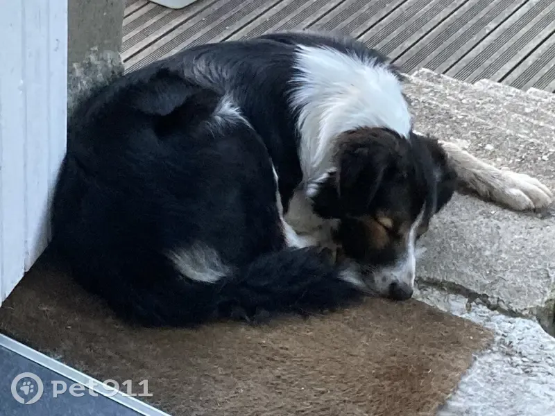 Chiens trouvés avec collier Avenue Maunoury - photo