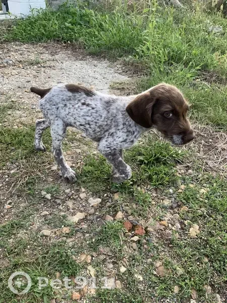 Chiot épagneul breton trouvé près du stade - photo
