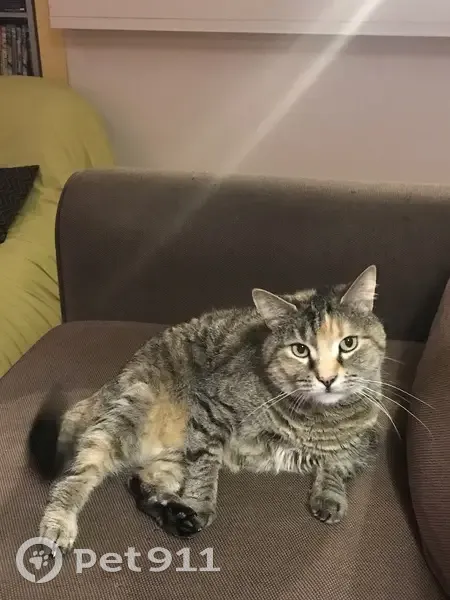 Chat perdu nuit du 1er sept, Paris 15e - photo