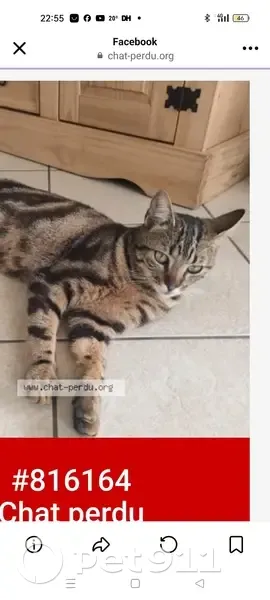 Chat tigré trouvé, yeux verts, Caussade - photo