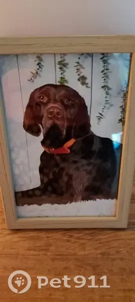 Chien Perdu: Braque Allemand Marron à Pirou - photo