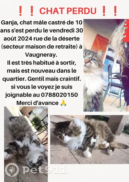 Chat mâle castré 10 ans perdu à Vaugneray - photo