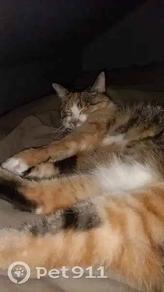 Chat écaille tortue disparu à Hazebrouck - photo