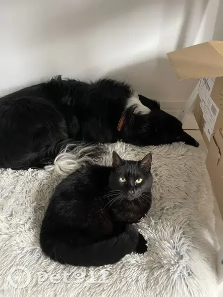 Chatte noire perdue, Quesnoy-sur-Deûle - photo