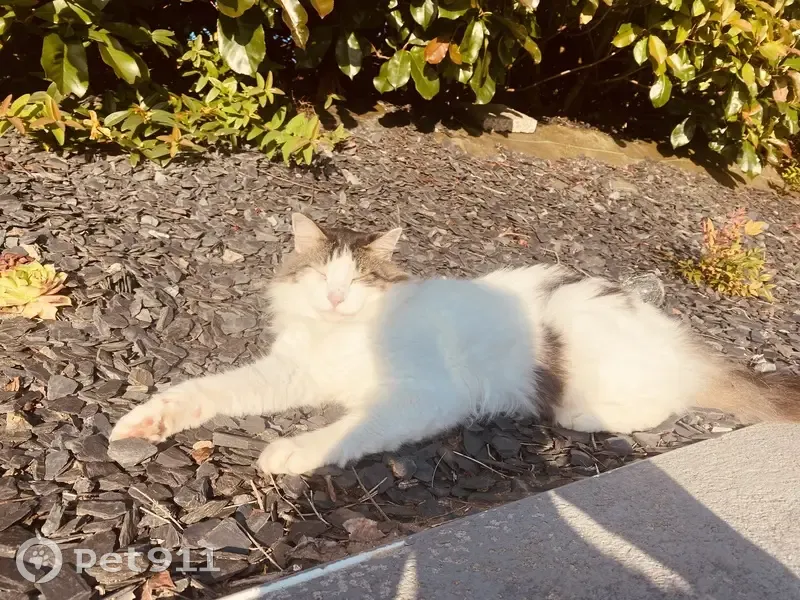Chat européen à poils longs perdu à Bohars - photo