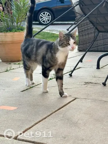 Chat errant à Remilly-sur-Lozon: propriétaire? - photo