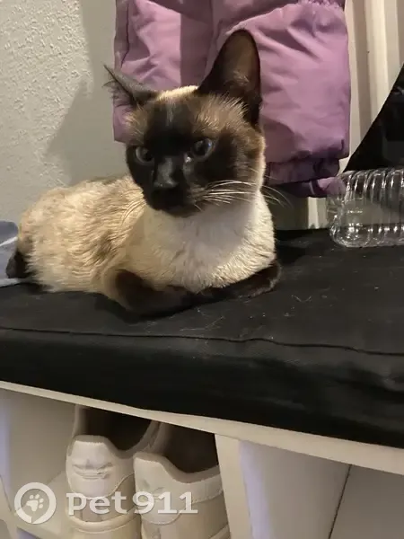 Chatte siamoise disparue à Besançon - photo