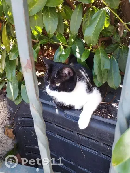 Chat perdu à Kolbsheim : tatoué, pattes bicolores - photo