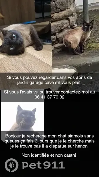 Chat siamois perdu, queue malformée, Hénon - photo