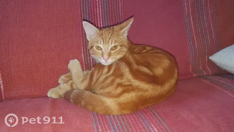 Chaton roux tigré perdu à Guingamp - photo