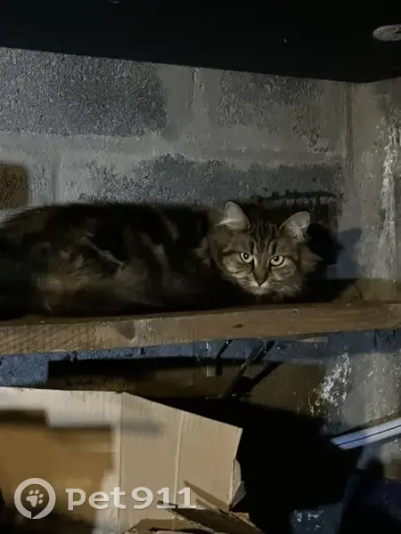 Chat trouvé Rue Paul Bert à Lens - photo