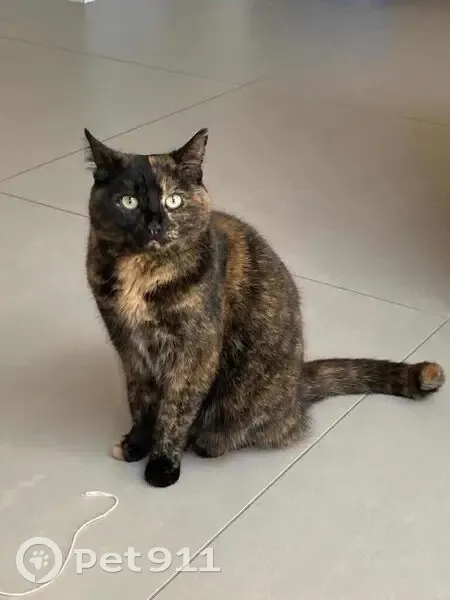 Chat perdu au Mans, rue des Batignolles - photo