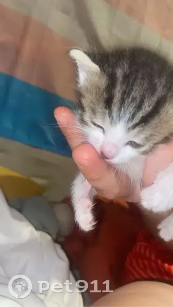 Chaton perdu à Dreux, contactez-moi - photo