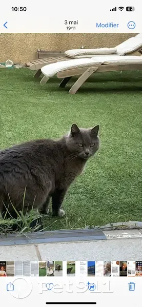 Chat disparu, Grise, craintive, Rés. la Sarette - photo
