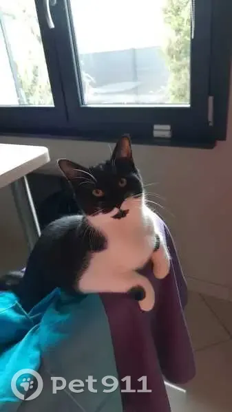Chat noir et blanc perdu à Elange, Thionville - photo