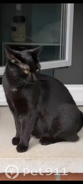 Chatte noire perdue, touffe blanche, Anstaing - photo