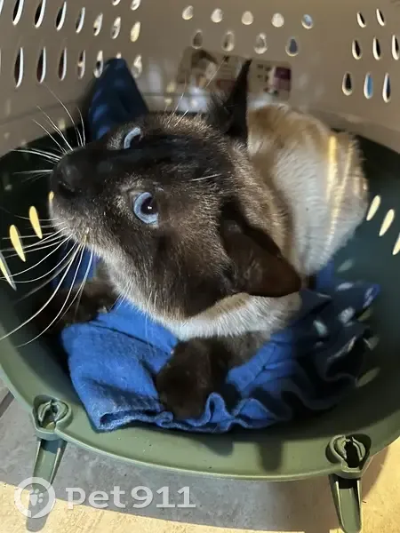 Chat siamois sociable trouvé à Châteaubourg - photo