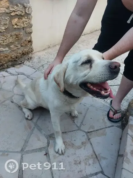 Labrador sable trouvé Rue du Repos, Ozoir - photo
