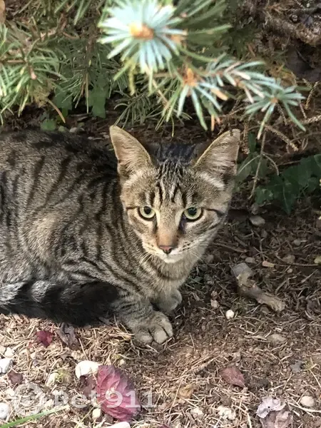Chat trouvé et accueilli, Chameyrat, Le Bois - photo