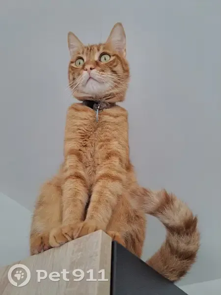 Chat roux perdu, répond à Gribouille, mâle - photo