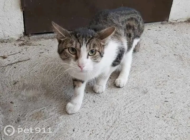 Chat tigré et blanc trouvé à Rouen - photo