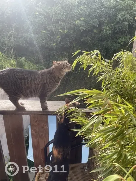 Chat perdu : Bella, grise tigrée, Mornac-sur-Seudre - photo