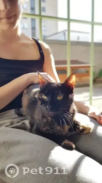 Chatte écaille de tortue perdue, Le Versoud - photo