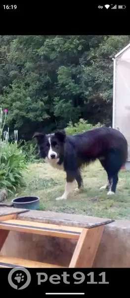 Chien trouvé à Montjay, aide recherchée - photo