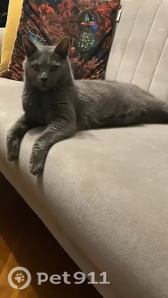 Chat Chartreux mâle disparu à Metz - photo