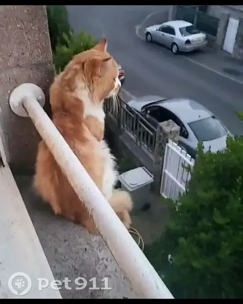 Chat perdu : Grand roux et blanc à Louey - photo