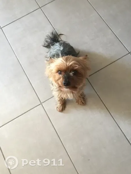 Chien perdu : York male 13 ans, étiquette rouge - photo