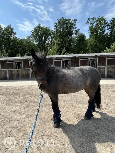 Poney rouan 18 ans disparu à Anderwood - photo