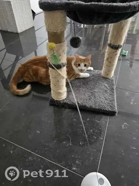 Chat européen roux et blanc perdu à Puteaux - photo
