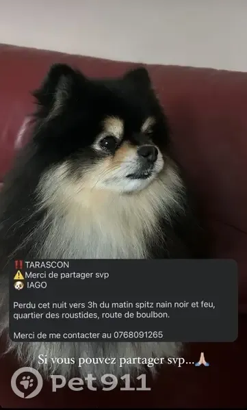 Spitz Noir et Feu Disparu à Tarascon - photo