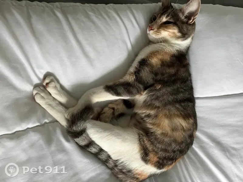 Chatte tigrée Billie perdue à Quinçay - photo
