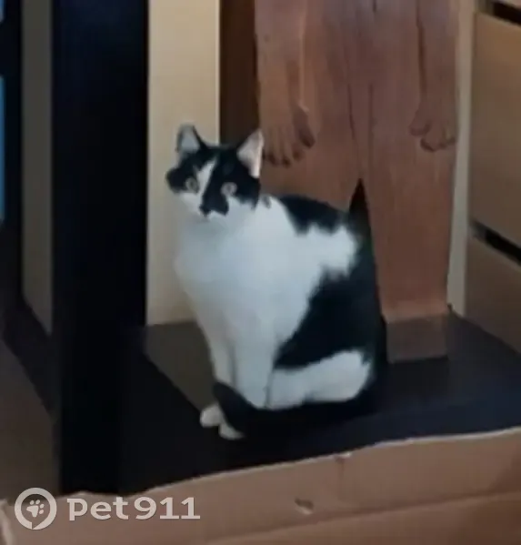 Chatte blanche et noire perdue à Bouilh-Péreuilh - photo
