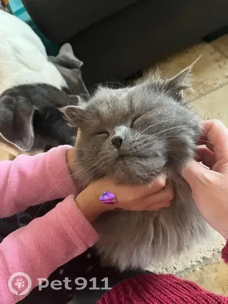 Chat perdu à Champdôtre, aidez-nous svp ! - photo